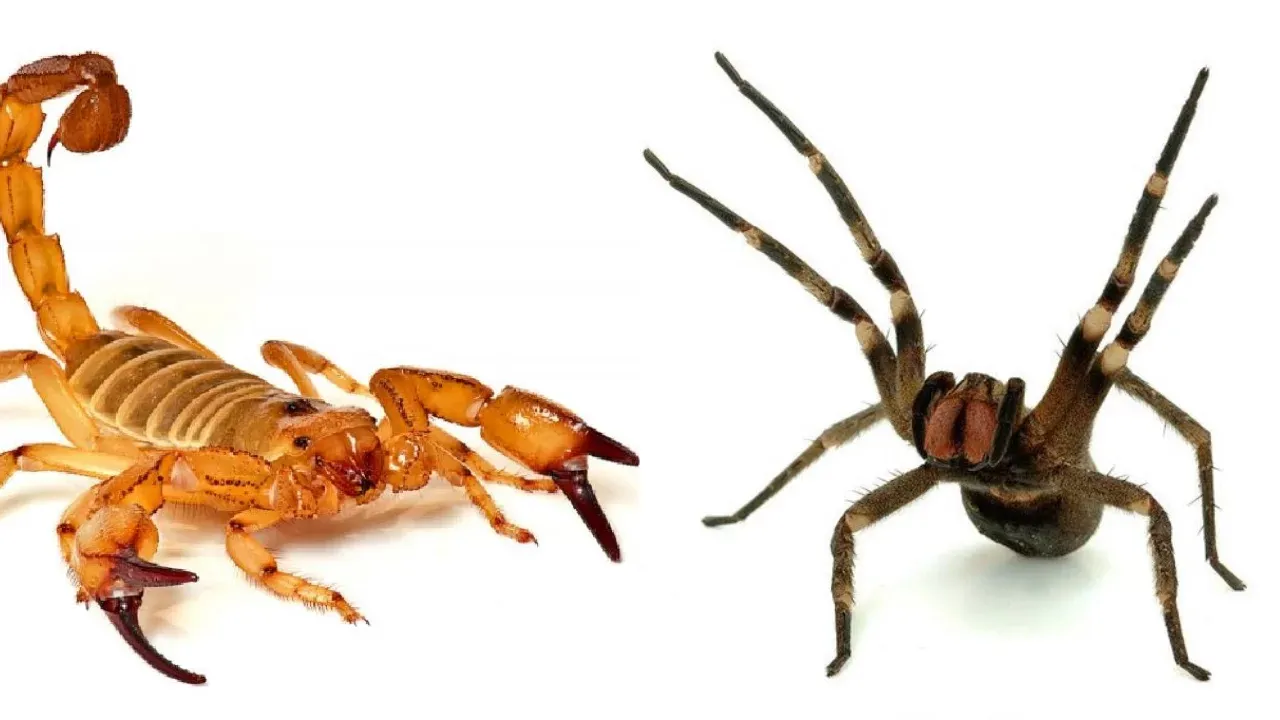 Acidentes com escorpiões e aranhas